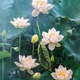 Biely lotos