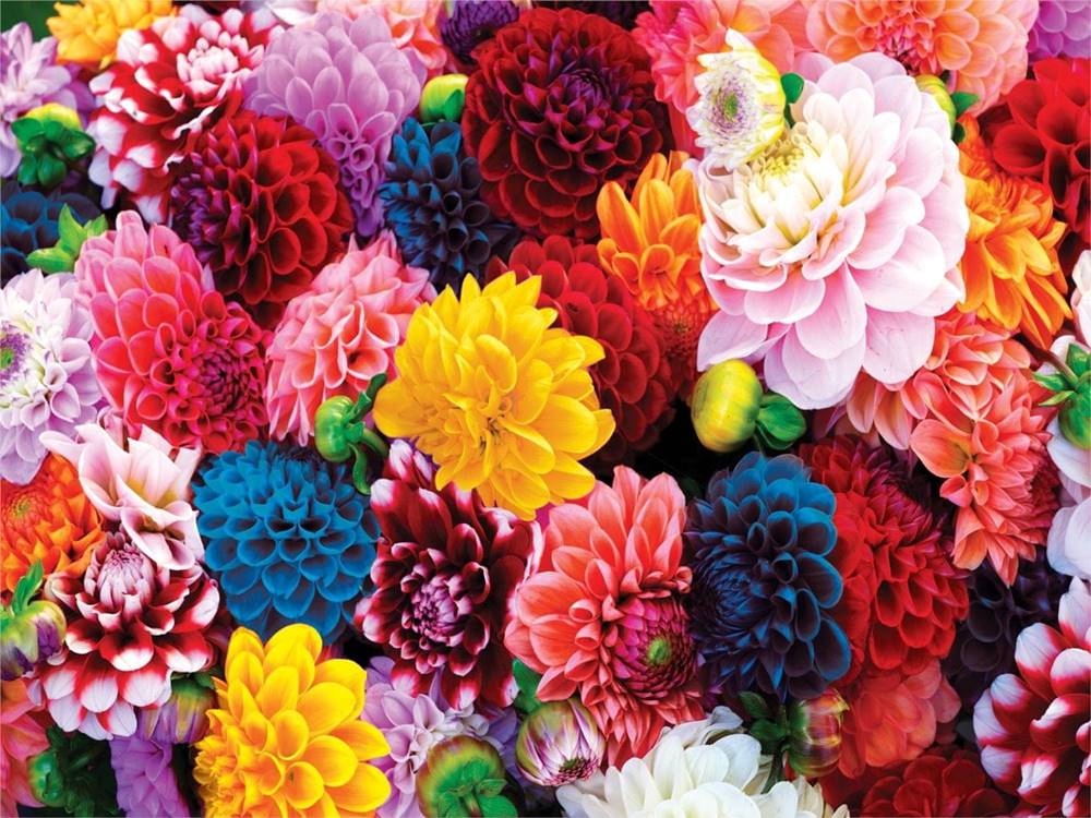 MasterPieces  Puzzle Krásne kvety 550 dielikov značky MasterPieces