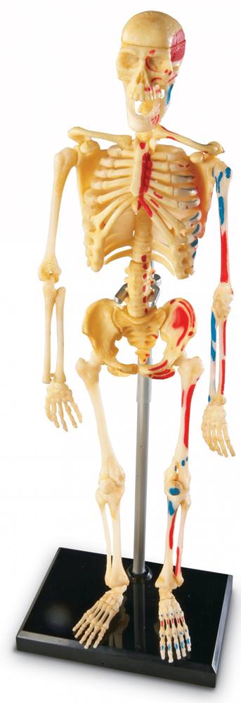 Learning Resources  Anatomický model ľudskej kostry značky Learning Resources