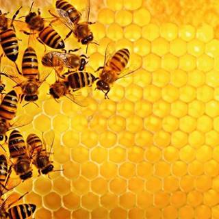 Ravensburger Puzzle Challenge: Včely na medovom plástve 1000 dielikov