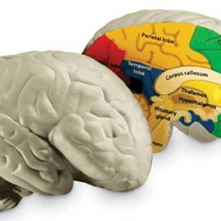 Learning Resources Anatomický model mozgu