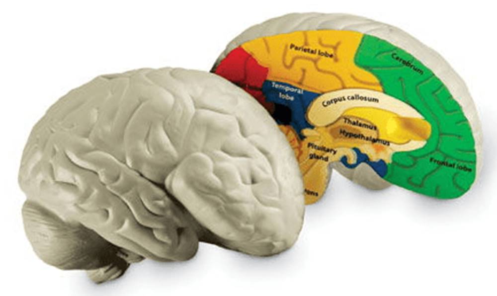 Learning Resources  Anatomický model mozgu značky Learning Resources