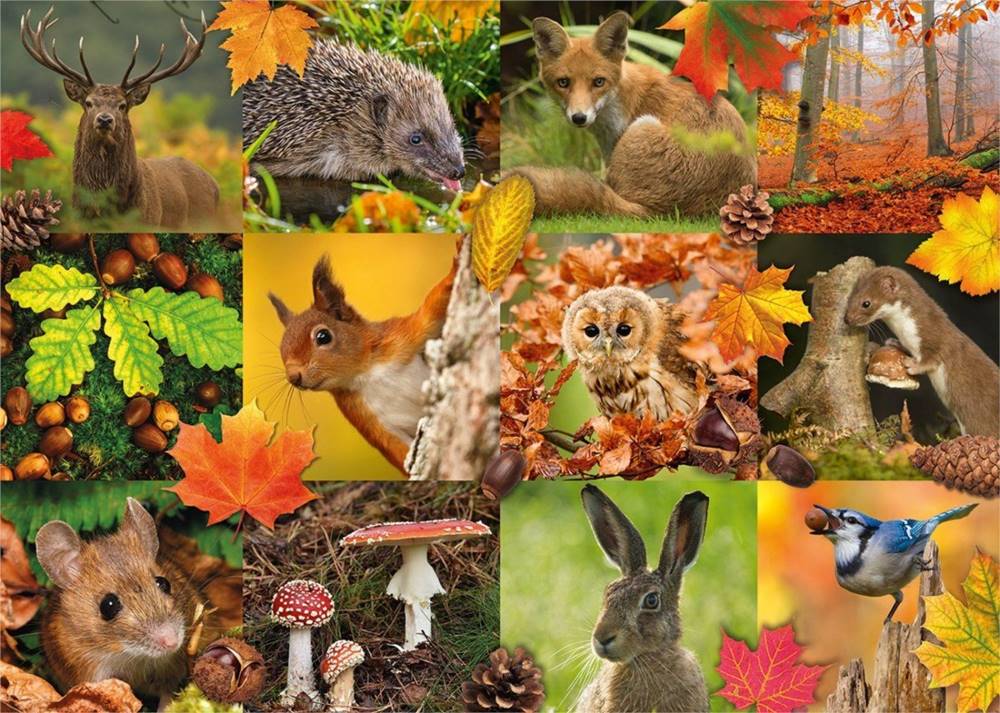 Jumbo  Puzzle Zvieratá na jeseň 1000 dielikov značky Jumbo