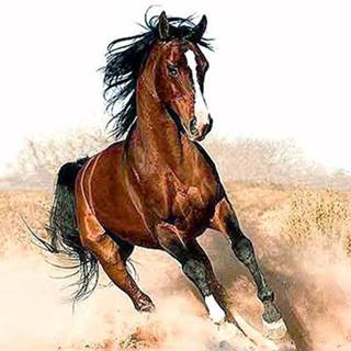 Gaira®  Malovanie podľa čísel Bežiaci kôň M1182 značky Gaira®