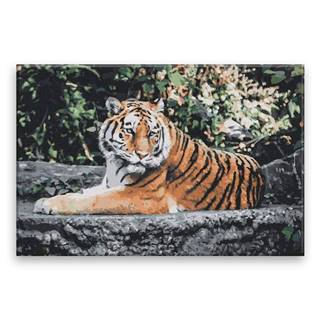Malujsi Maľovanie podľa čísel - Ospalý tiger - 60x40 cm,  plátno vypnuté na rám