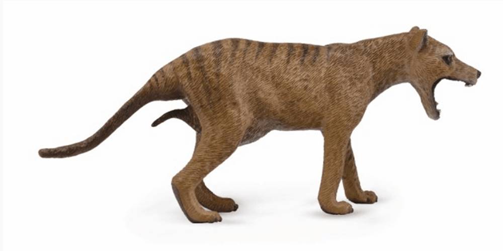 COLLECTA  figúrka Tasmánsky vakovlk - Thylacine - samica značky COLLECTA