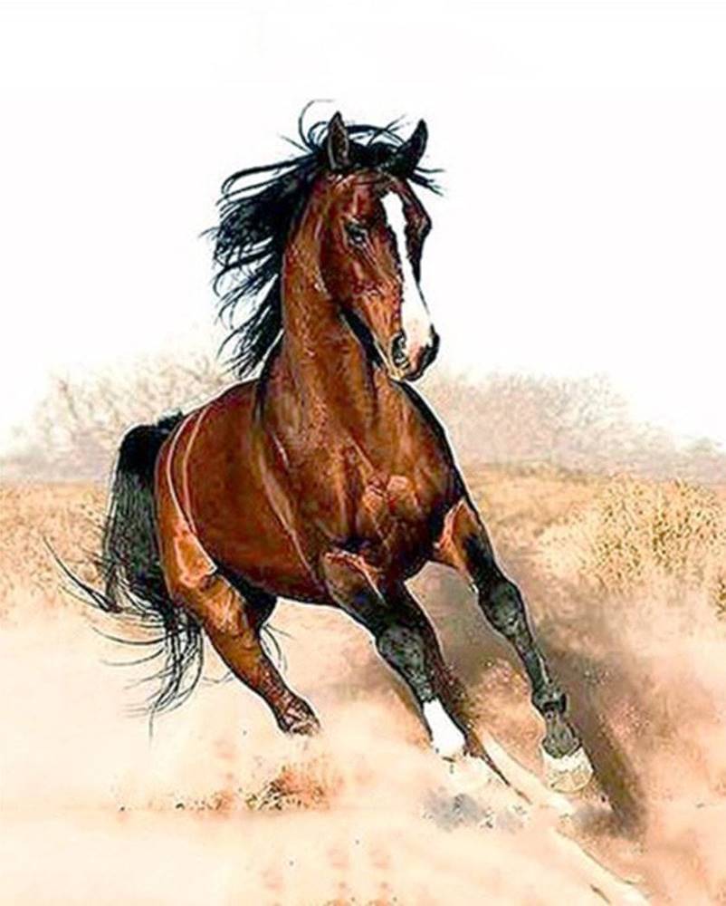 Gaira®  Malovanie podľa čísel Bežiaci kôň M1182 značky Gaira®