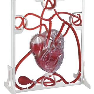 EDU-QI Srdeční tep (Pumping heart model)