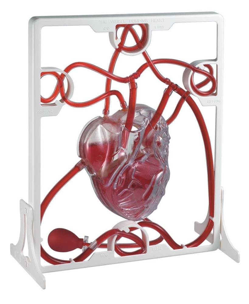 EDU-QI  Srdeční tep (Pumping heart model) značky EDU-QI