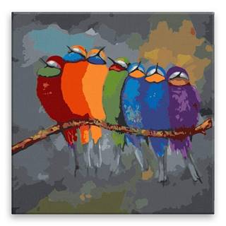 Malujsi Maľovanie podľa čísel - Vtáky vo farbách - 40x40 cm,  plátno vypnuté na rám