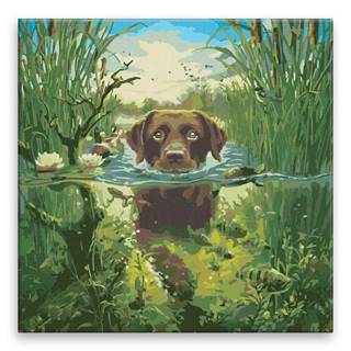 Malujsi Maľovanie podľa čísel - Pes v rieke - 40x40 cm,  bez dreveného rámu