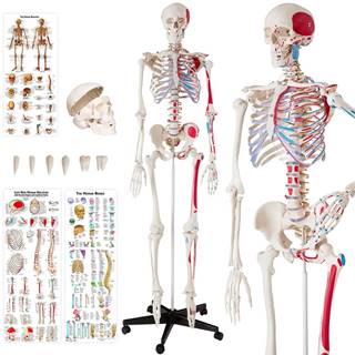 tectake  Anatomický model ľudská kostra 180cm s označením svalov a kostí značky tectake