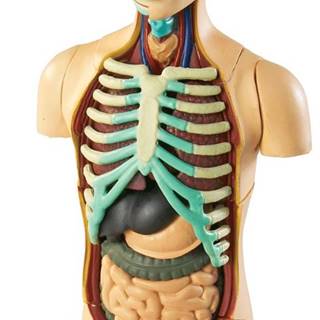 Learning Resources  Anatomický model ľudského tela značky Learning Resources