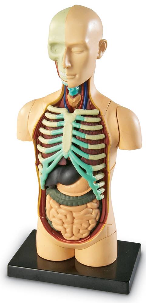Learning Resources  Anatomický model ľudského tela značky Learning Resources