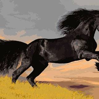 Gaira® Malovanie podľa čísel Čierny kôň M1498