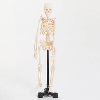 EDU-QI  Kostra malá (Mini skeleton 46cm) značky EDU-QI