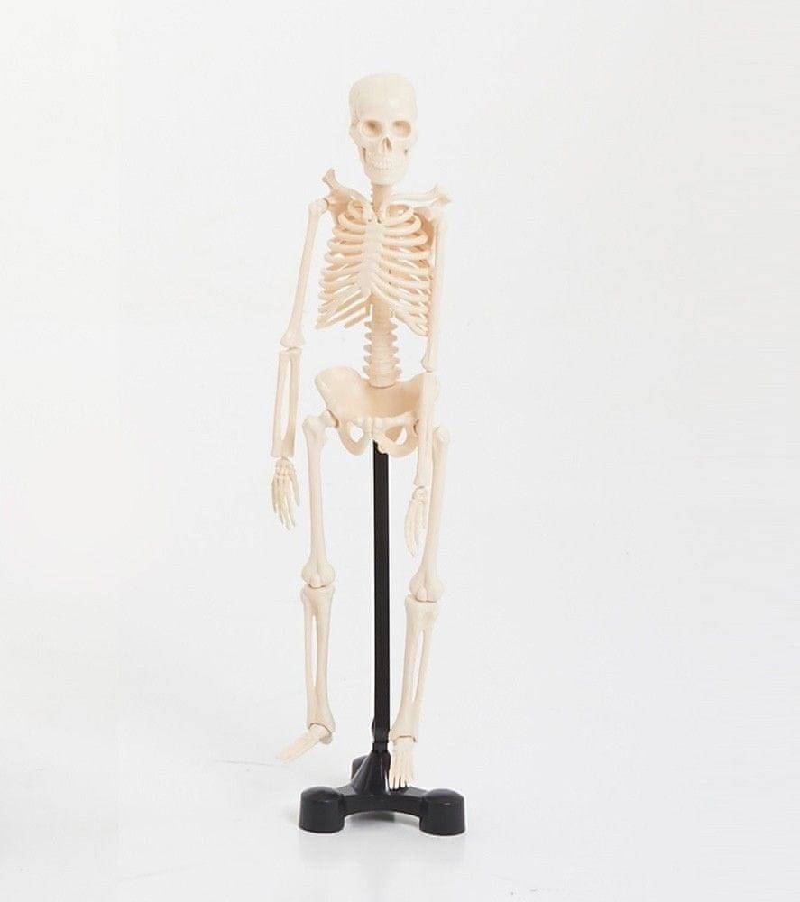 EDU-QI  Kostra malá (Mini skeleton 46cm) značky EDU-QI