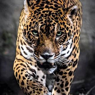 Clementoni Kráčajúci jaguár