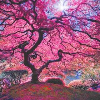 AnaTolian Puzzle Ružový strom 1000 dielikov